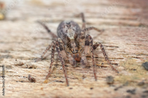 Fotografie Closeup on an overwintering European Buzzing spider, Anyphaena accentuata sittin