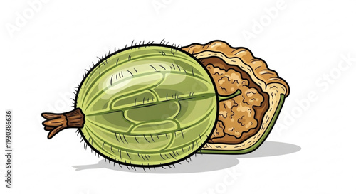 Detailed illustration of a green fuzzy fruit cut open revealing its brown seeds and pulp against a white background with subtle shadow