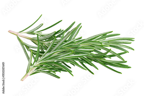 Two sprigs of rosemary isolated on transparent background
