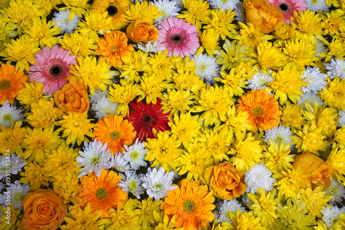 A colorful and beautiful flower wall