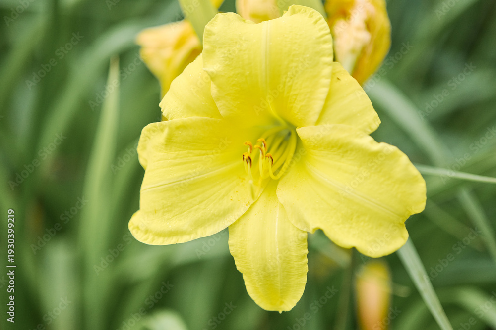 Fototapeta premium Bright yellow hemerocallis flower in soft natural garden light