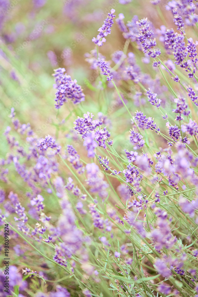 Obraz premium Soft lavender flowers blooming in sunlit garden with pastel tones