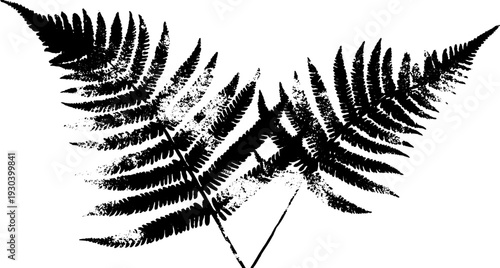 Abstract grunge stencil of fern frond curl with high contrast design
