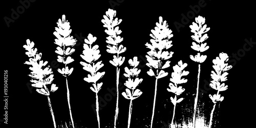 Lavender spike florets in high contrast stencil style for botanical design