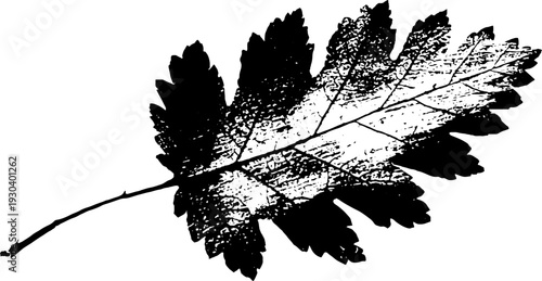 High contrast abstract leaf skeleton veins in stencil style for artistic design