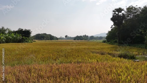 A stunning drone view of lush green rice paddy fields stretching across the land. The neat patterns of crops and surrounding nature create a peaceful and beautiful rural landscape from above. 🌾🚁