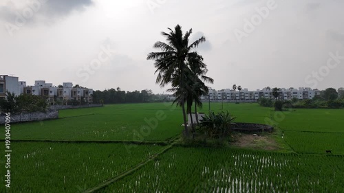 Drone view of lush green paddy fields stretching in neat lines, swaying with the wind under bright sunlight. A peaceful and beautiful rural scene captured from above.