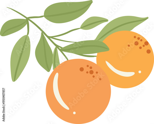 Fresh Orange Fruit Branch Illustration