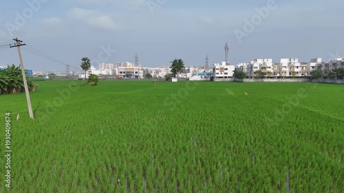 Drone view of lush green paddy fields stretching in neat lines, swaying with the wind under bright sunlight. A peaceful and beautiful rural scene captured from above.