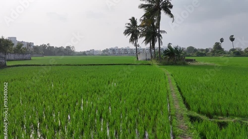 Drone view of lush green paddy fields stretching in neat lines, swaying with the wind under bright sunlight. A peaceful and beautiful rural scene captured from above.