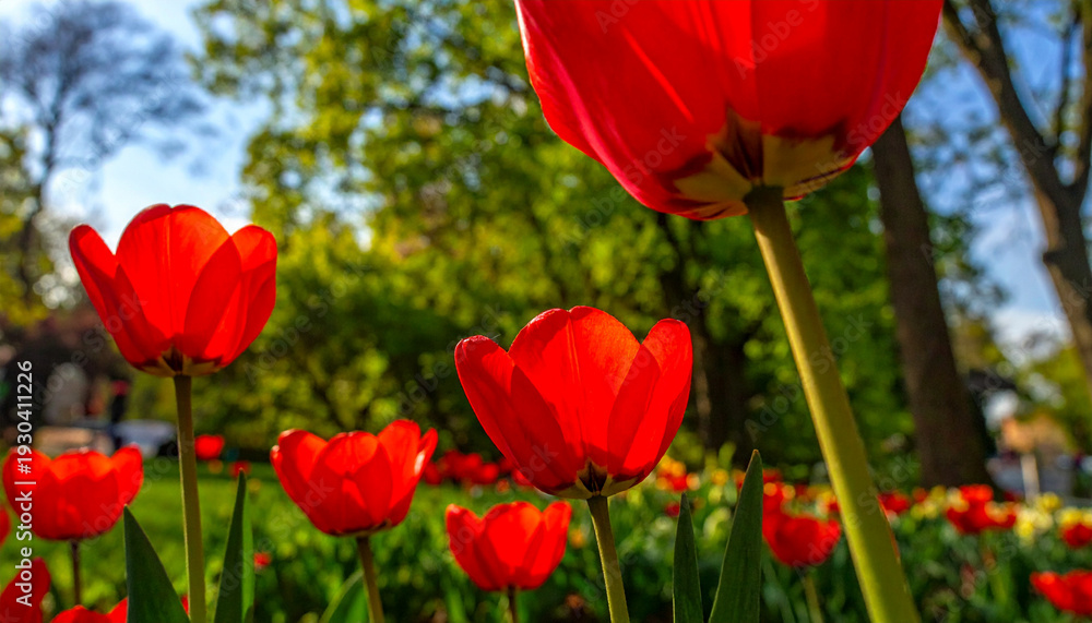 Obraz premium Crimson Blooms in a Garden: A close-up perspective of vibrant red tulips, their petals kissed by sunlight, flourishing amidst lush greenery and capturing the essence of spring.