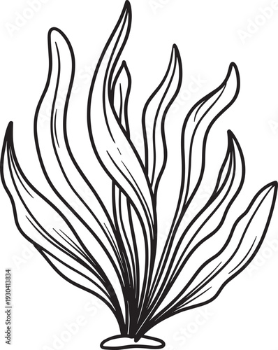 Hand drawn seaweed illustration, black marine algae plant sketch isolated on white background