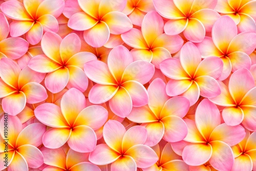 Pink Frangipani Flowers Macro Background. Close-up of pink plumeria flowers packed edge to edge. Soft waxy texture with yellow centers, captured under even studio lighting.