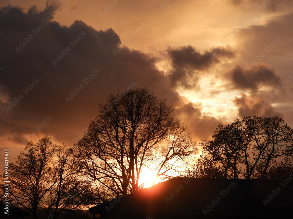 Obraz premium sunset in the forest