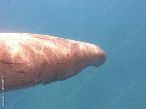 Konstfotografi dugong (Dugong dugon) is a large, herbivorous marine mammal belonging to the order Sirenia, closely related to manatees