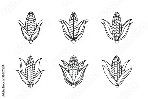Six line corn cobs with husks maize ear of corn food