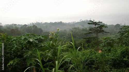 Lush tropical Ghana rainforest landscape with misty hills and dense green vegetation in humid overcast weather.​