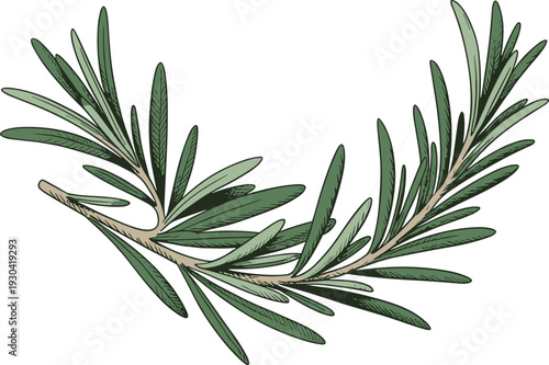 Detailed rosemary sprig illustration, realistic green herb branch with needle leaves, vintage botanical drawing isolated on white background