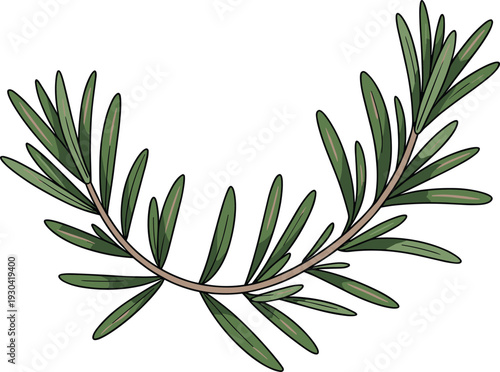 Rosemary herb branch illustration, green aromatic plant sprig with detailed leaves, botanical drawing isolated on white background