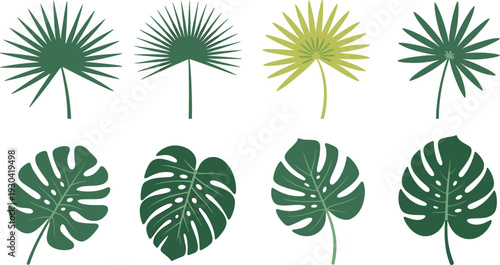 Tropical plant leaf illustration set, monstera and palm fan collection, flat green botanical vector icons isolated on white background