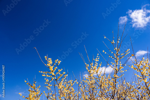 花咲くロウバイと青空