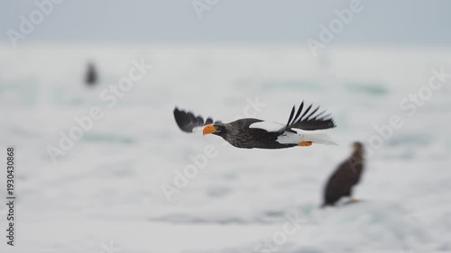 Steller sea eagle flying in slow motion over the ice in Hokkaido