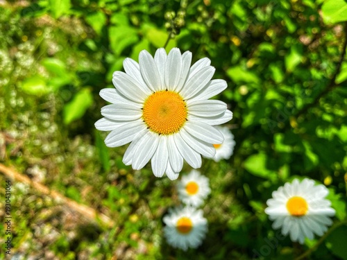 white daisy flower