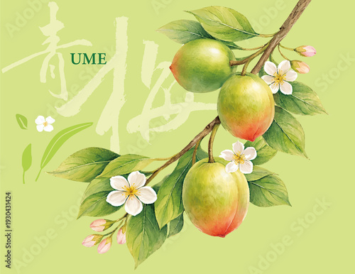 Hand Drawn Green Plum Watercolor Illustration with Calligraphy Brush Style