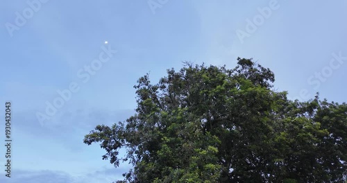 Serene tree silhouette against a clear blue sky with a visible moon.