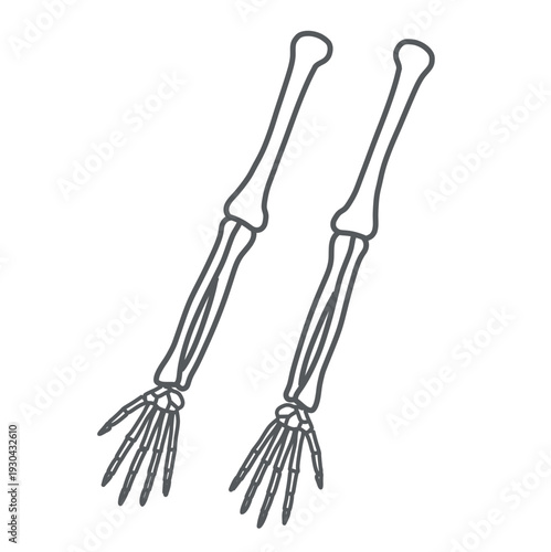 腕と手（上肢）の骨格イラスト（線画）