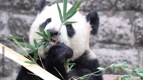 close up panda eating Bamboo Leaves, Chengdu Panda Base, China