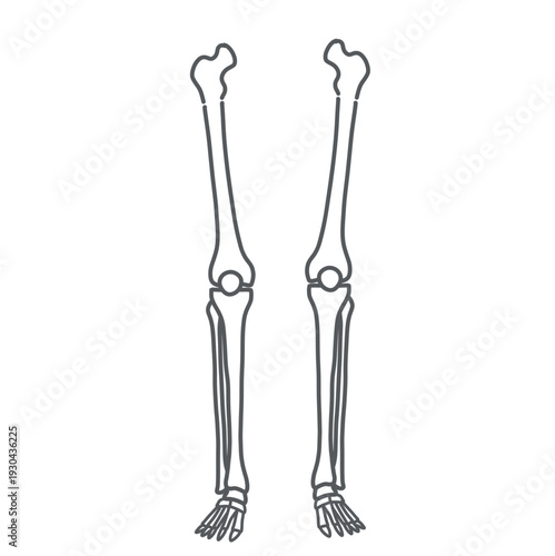 脚と足（下肢）の骨格イラスト（線画）