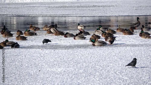 Wintering birds on the ice of a freezing lake