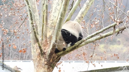 Playful panda on the tree