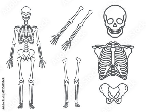 骨格・スケルトンのパーツイラストセット（全身・頭蓋骨・肋骨・骨盤・四肢・線画）