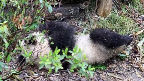 Close up little panda learning how to climb up the ladder