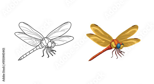 Captivating side-by-side illustration of a flying dragonfly, showcasing both a clean black and white outline drawing perfect for children's coloring books and a vibrant, detailed vector graphic.