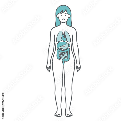内臓が描かれた女性の人体図・全身モデルのイラスト（正面）