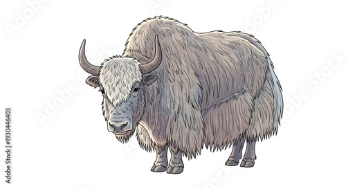 Gray Yak Standing with Curved Horns.