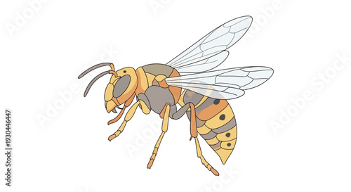 Wasp Insect Flying with Transparent Wings.