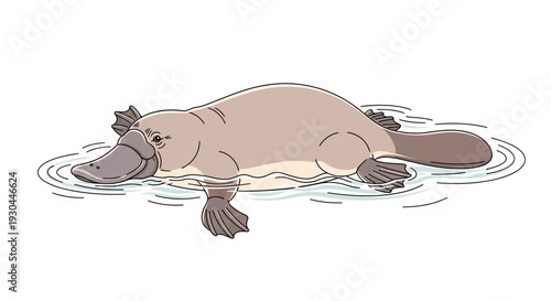 Platypus Swimming in the Water.