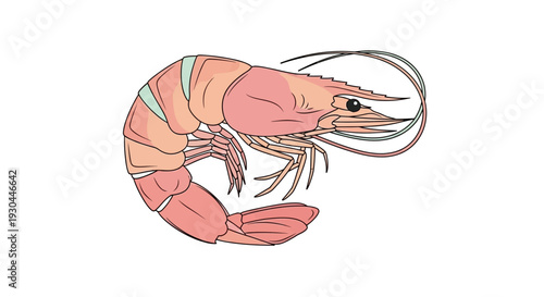 Pink Shrimp Illustration Detailed Crustacean Seafood.