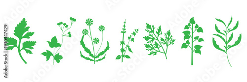  Wild Herb Silhouettes Vector Set Isolated. Collection of  wild herb silhouettes in flat vector style, isolated on white background for eco design and natural themes.