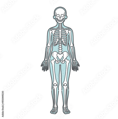 骨格が描かれた女性の人体図・全身モデルのイラスト（正面）