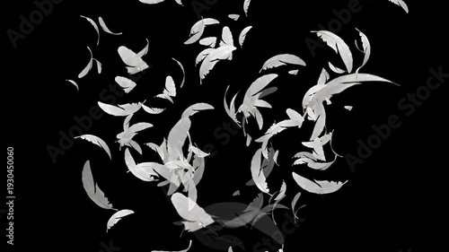 Elegant White Feather Swirl Animation on Dark Background with Floating Soft Motion Perfect Abstract Intro Overlay