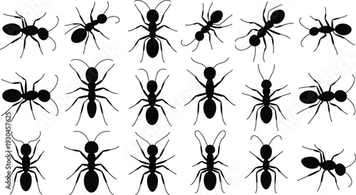 Silhouettes of ants in various shapes, insect morphology, entomology study, ant species identification, educational illustration, insect posture collection