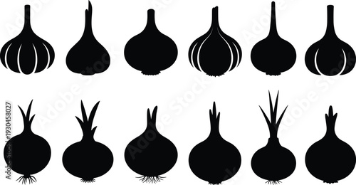Garlic and onion silhouettes, vegetable bulb illustration, farm produce design, culinary food reference, agricultural study, botanical comparison, kitchen ingredient collection