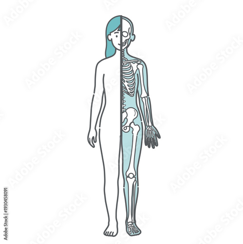 表面と骨格の対比がわかる女性の人体図・全身モデルのイラスト（半身骨格・正面）