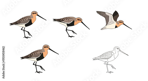 Illustrations of dunlin shorebirds in various poses and a line drawing