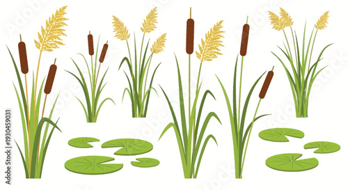 A colorful illustration depicting cattails grasses and lily pads